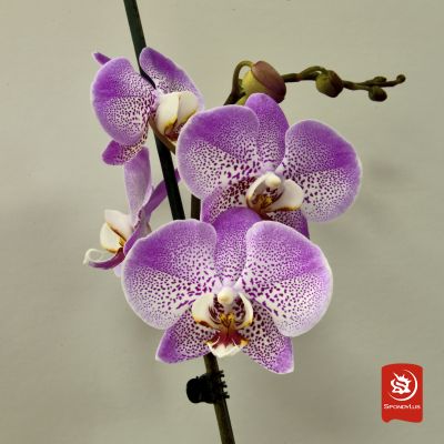 Orquídea Silion