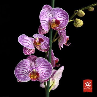 Orquídea Romanion
