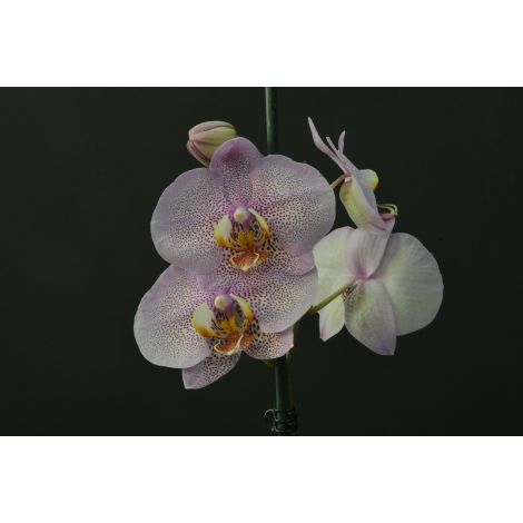 Orquídea Pinteada