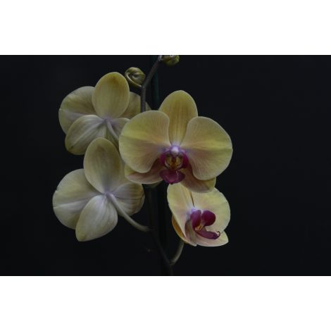 Orquídea Amarilla Mapoles