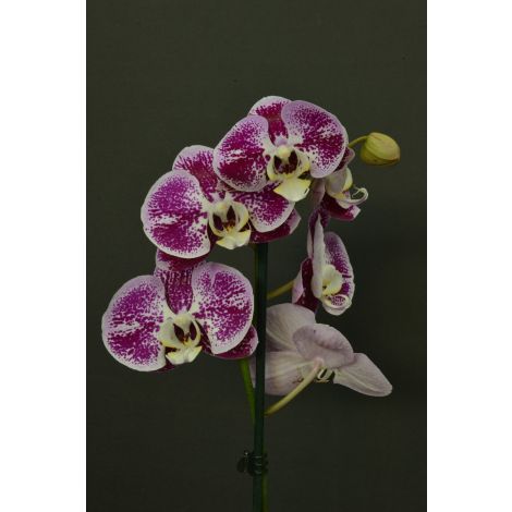 Orquídea Marmoleada